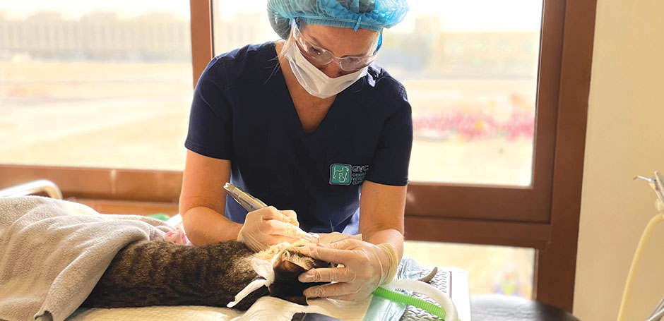 vet in khalifa city abu dhabi conducting dental check on pet